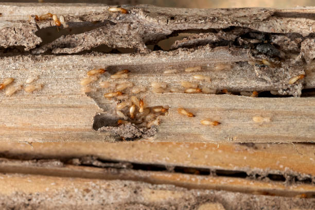 Best Pest Removal Services  in Robertsville, NJ